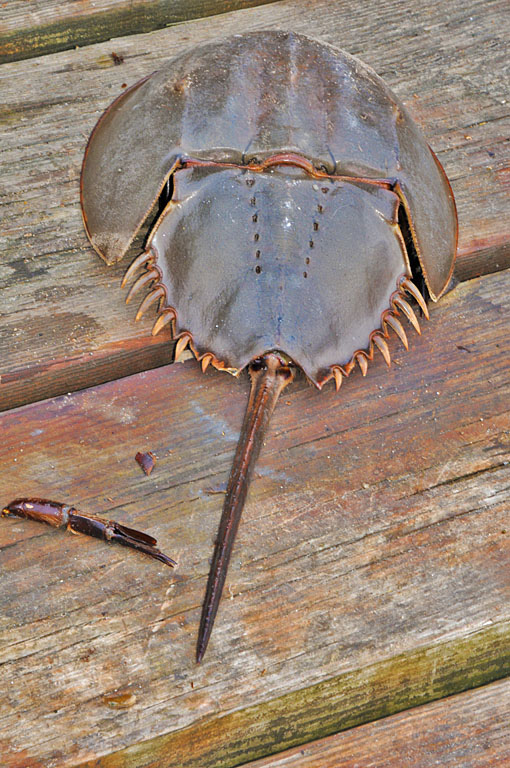 Horseshoe crab 